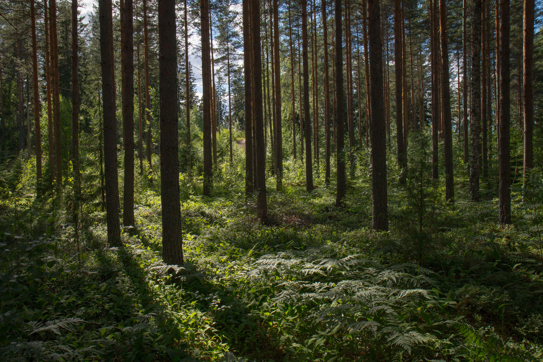 green initiatives Frecan